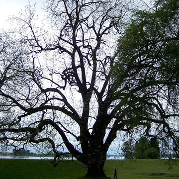 Juglans nigra