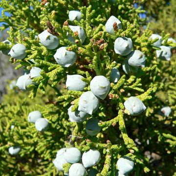 Juniperus osteosperma