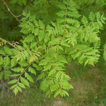 Goldenrain Tree