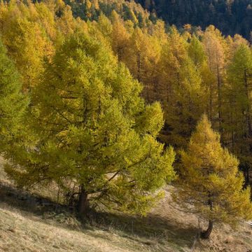 Larch (European)