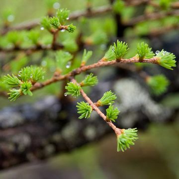 Larix kaempferi