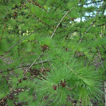 Larix laricina