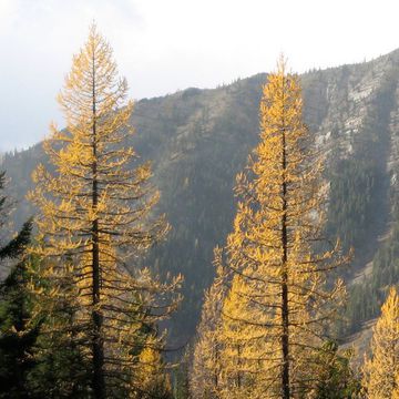 Larix occidentalis