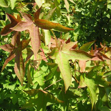 Liquidambar styraciflua