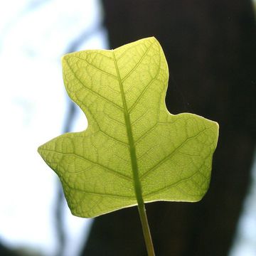 Tulip Tree