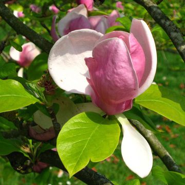 Magnolia × soulangiana