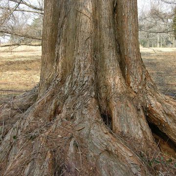 Metasequoia glyptostroboides