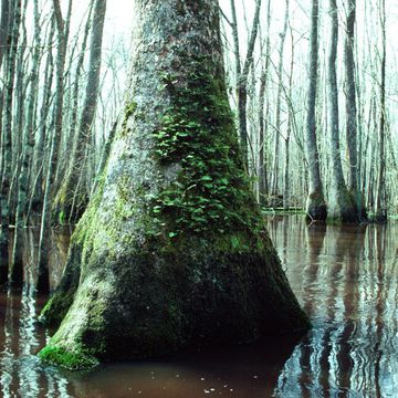 Water Tupelo