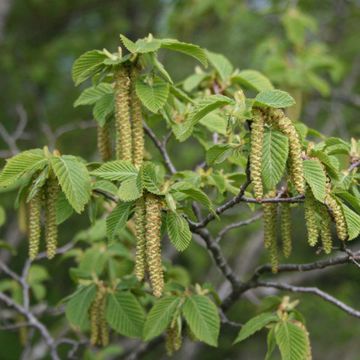 Ostrya carpinifolia