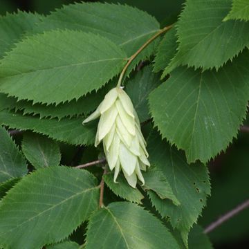 Hophornbeam (American)