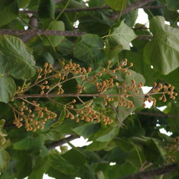 Paulownia tomentosa