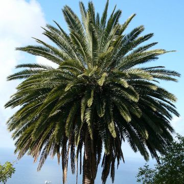 Phoenix canariensis