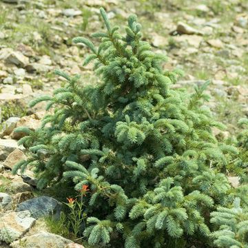 Picea engelmannii