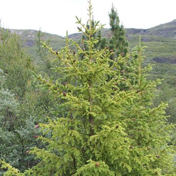 Picea glauca