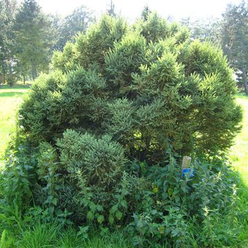 Black Spruce