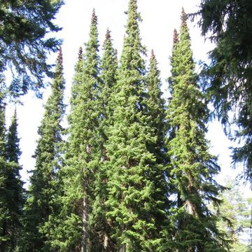 Picea omorika