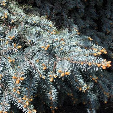 Picea pungens