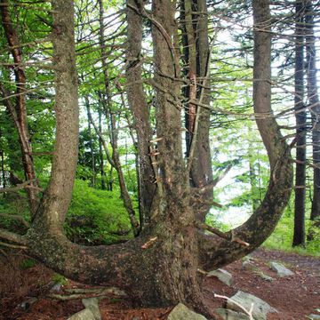 Picea rubens