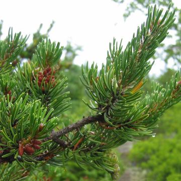 Pinus banksiana