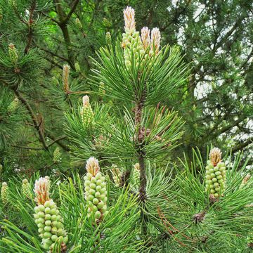 Pinus contorta