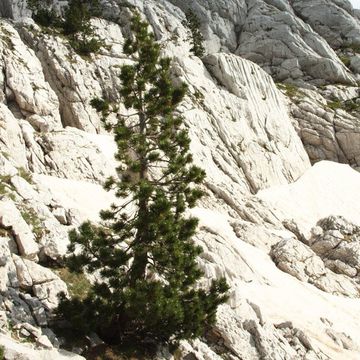 Bosnian Pine 