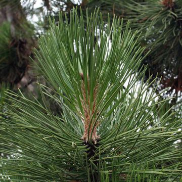 Black Pine (European)