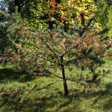 Mädchen-Kiefer