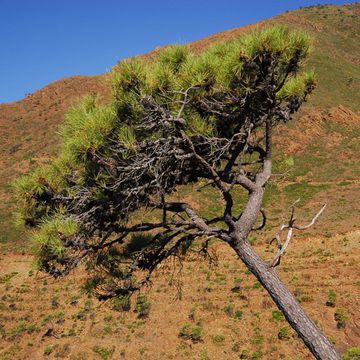 Maritime Pine