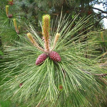 Ponderosa Pine