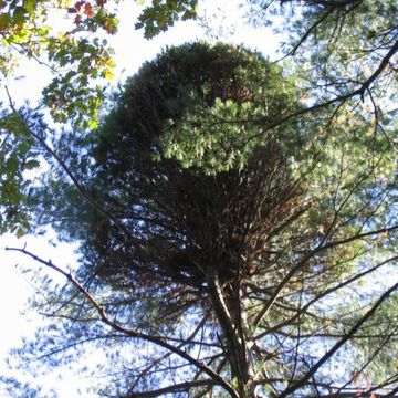 White Pine (Eastern)