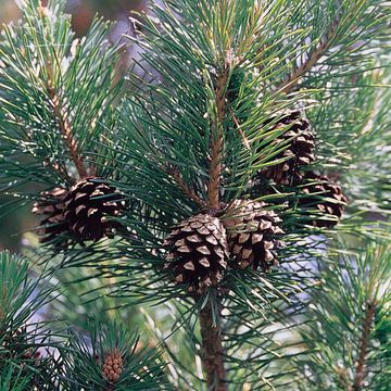 Scots Pine