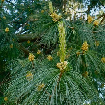 Pinus wallichiana