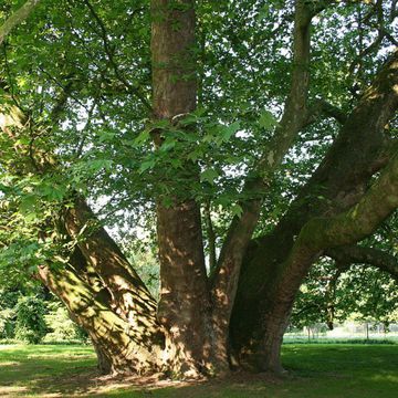 Platanus × hispanica