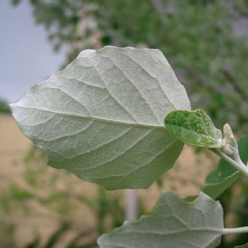 White Poplar