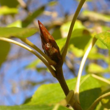 Populus balsamifera