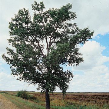 Populus deltoides