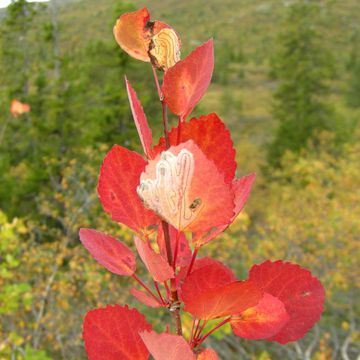 Populus tremula