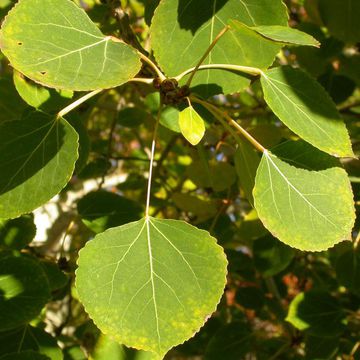 Quaking Aspen