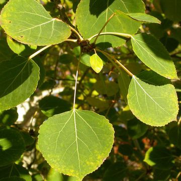 Quaking Aspen