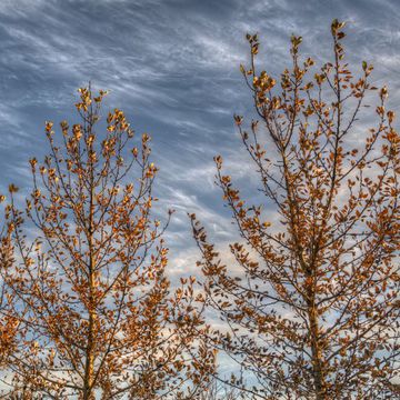 Populus trichocarpa