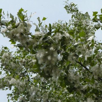 Canadian Poplar