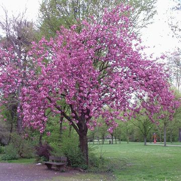 Japanese Cherry