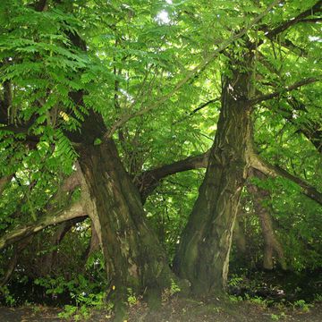 Pterocarya fraxinifolia