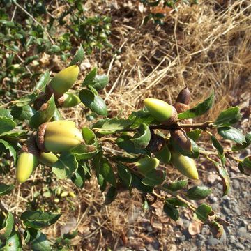 Quercus agrifolia