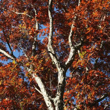 Quercus alba