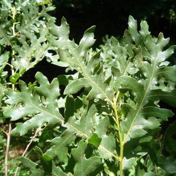 Quercus cerris