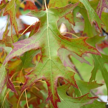 Quercus coccinea