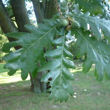 Quercus frainetto