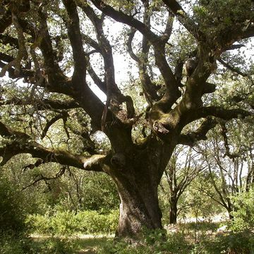 Quercus ilex