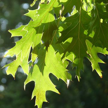 Pin Oak